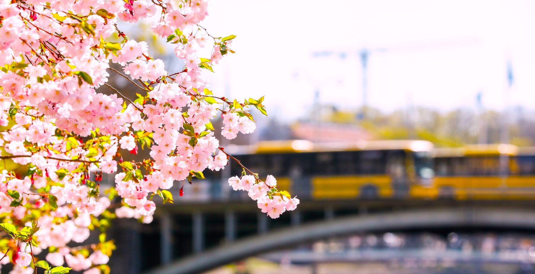 Kirsikkapuut kukkivat jokirannassa